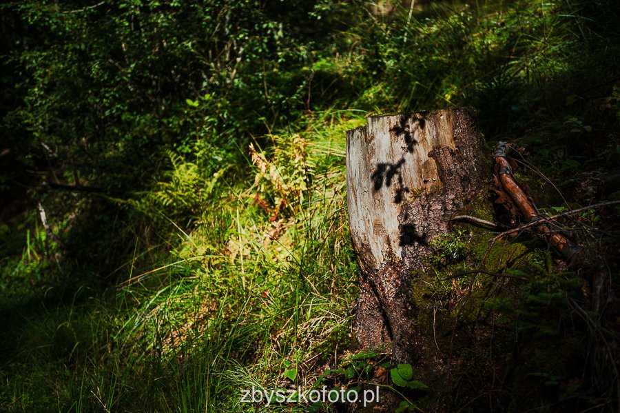 Beskid-04