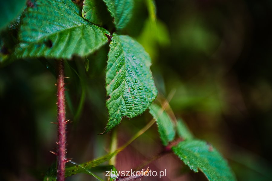 Beskid-07