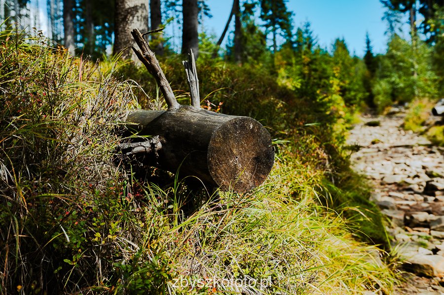 Beskid-12