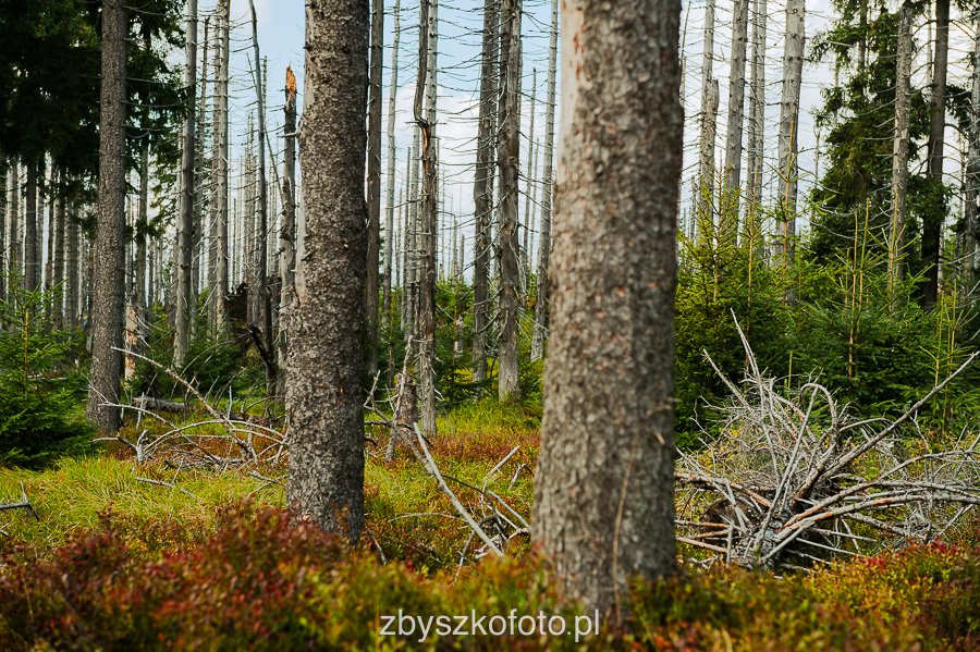 Beskid-23