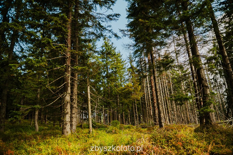 Beskid-24